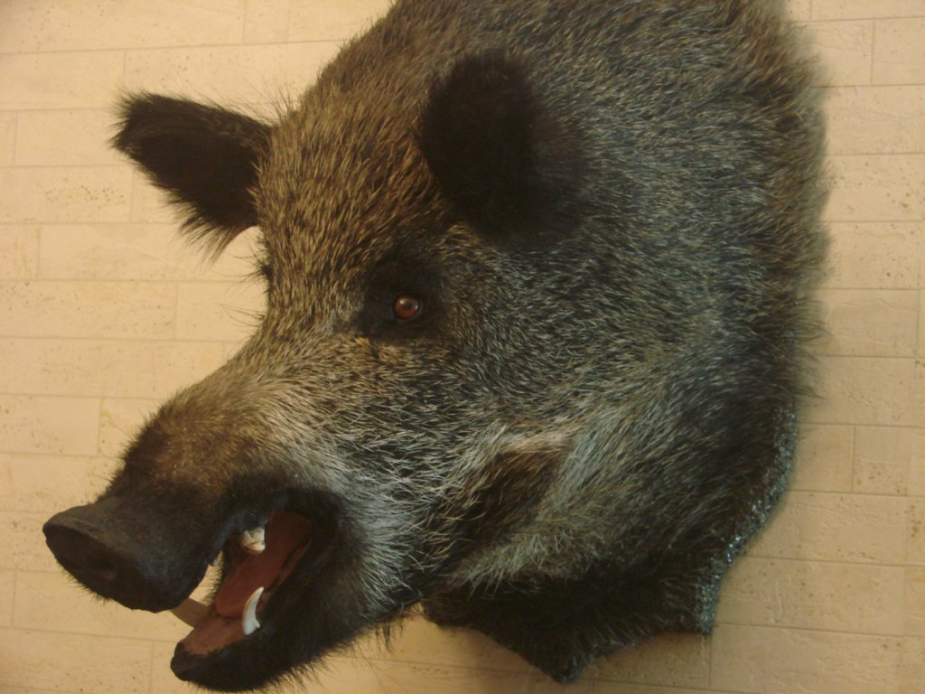 DSC05960 [1600x1200].JPG