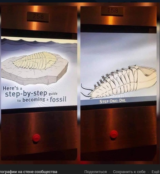 fossil.jpg