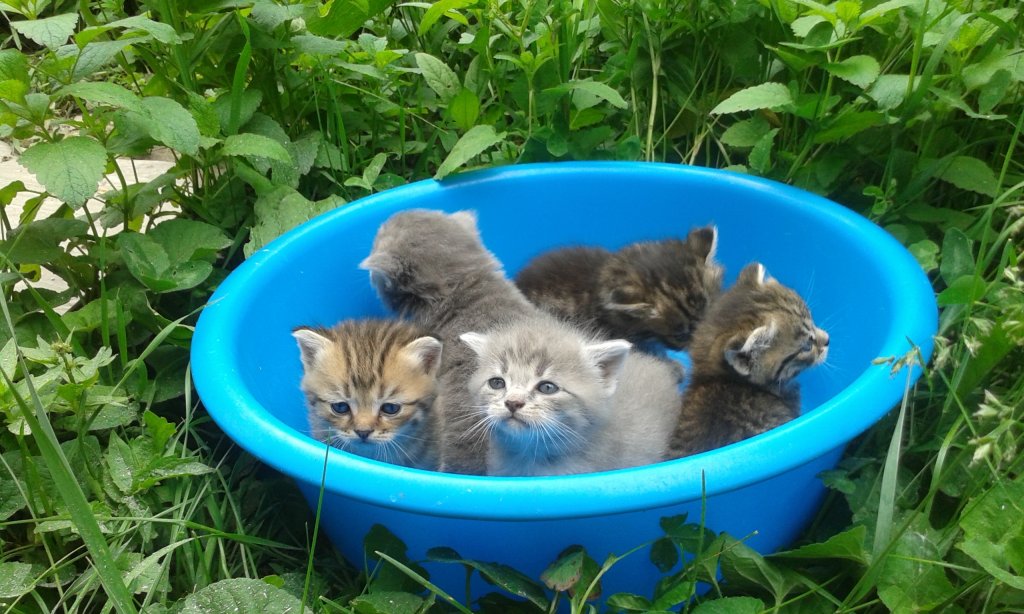 котята в тазу2.JPG