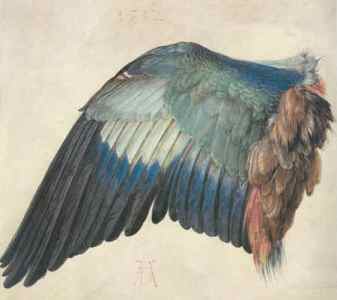 крыло сизоворонки.jpg