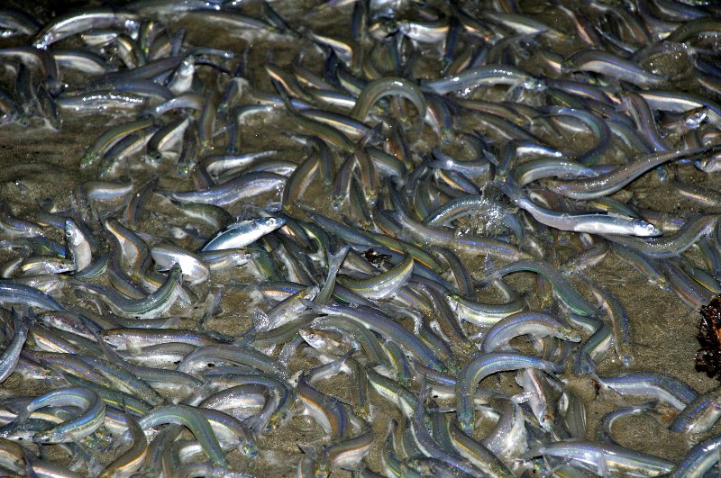 many grunion.jpg