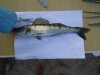 DSC00153.JPG