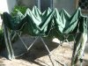 DSCF1817.JPG