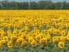 DSCF0357.JPG