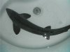 DSCF3461.JPG