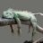 IGUANA