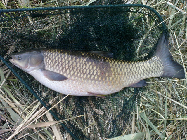 <img src="style_emoticons/<#EMO_DIR#>/fishing.gif"...