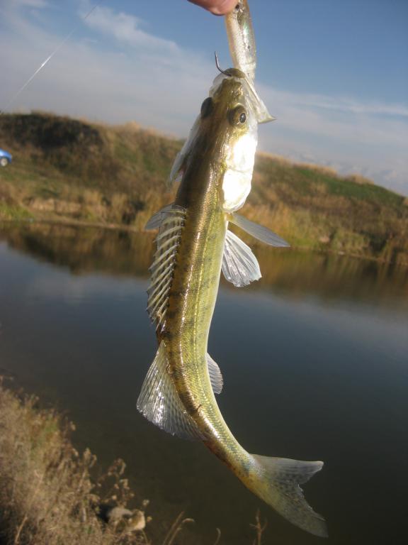 <img src="style_emoticons/<#EMO_DIR#>/dirol.gif"...