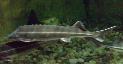 <img src="style_emoticons/<#EMO_DIR#>/good.gif"...