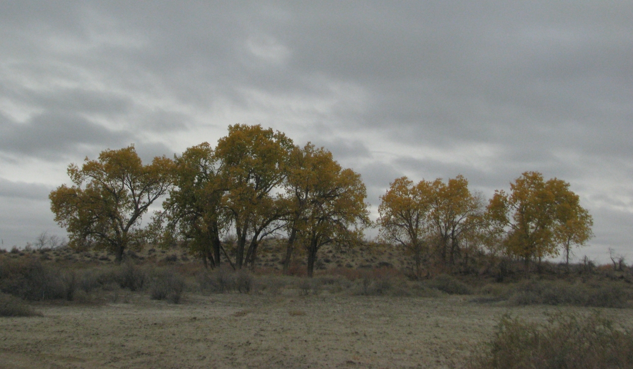 Рощица туранги, низовья р. Или, Казахстан
