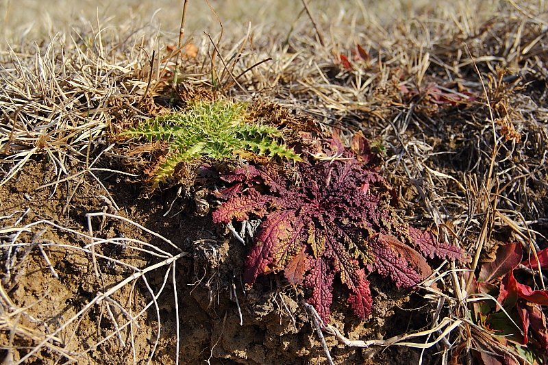 Ловля османа на реке Каскеленка