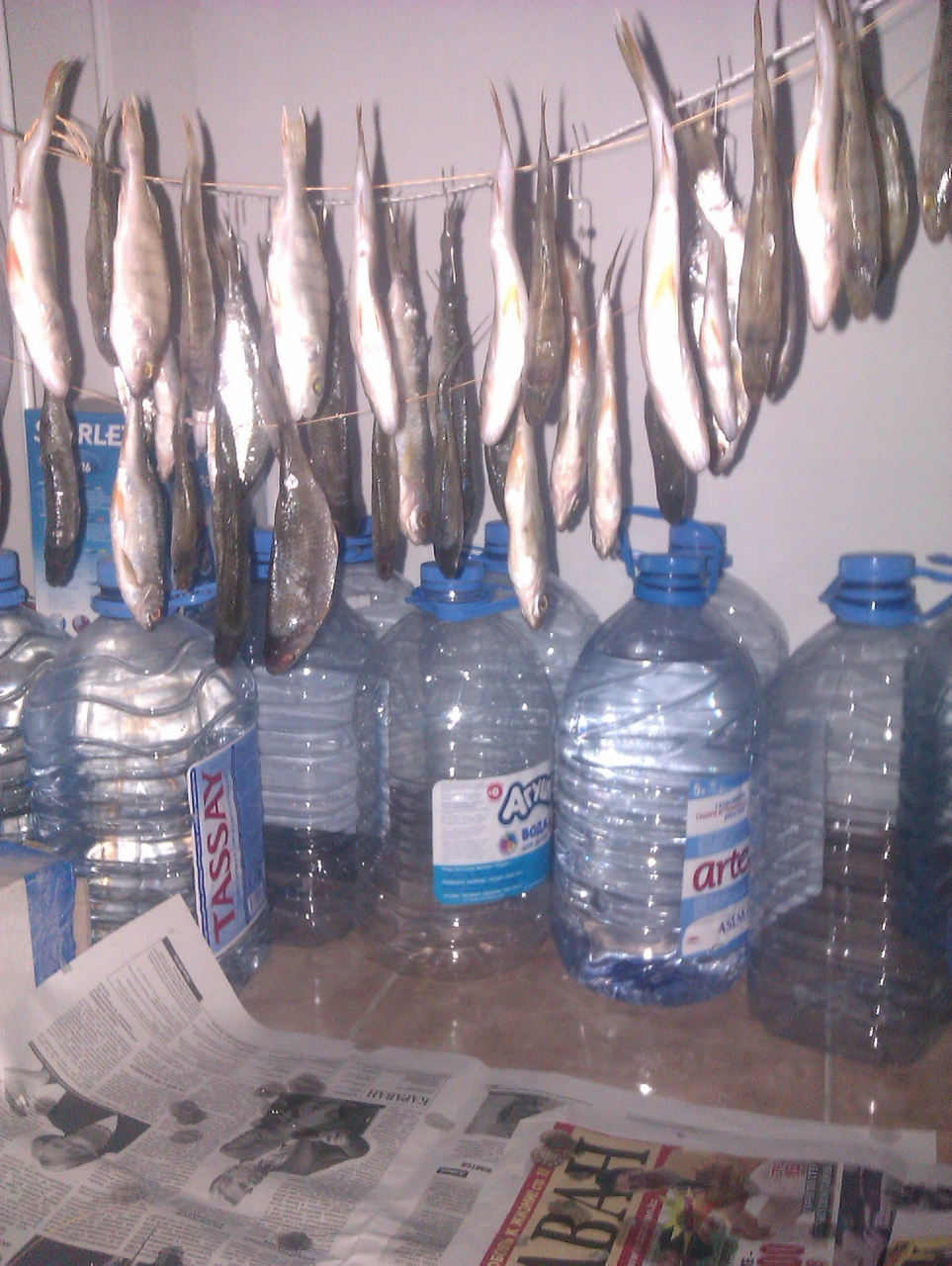 вяленная плотва и окунь