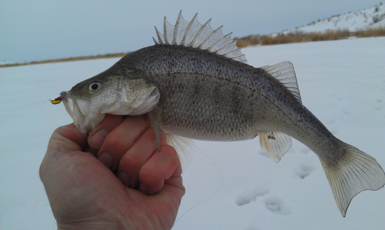 Окунь на Алаколе(Балхаш)