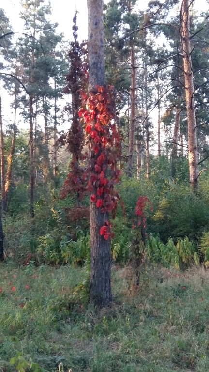 Виноградные брызги осени