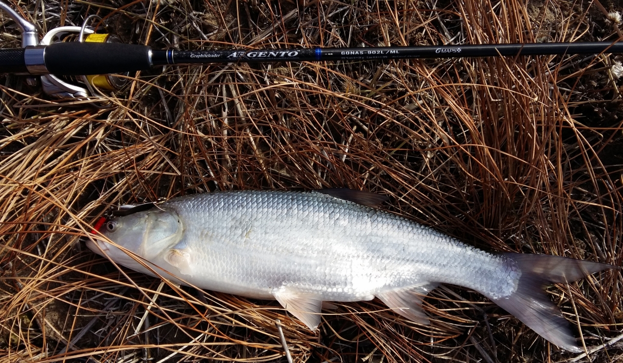 Жерех на Graphiteleader Argento