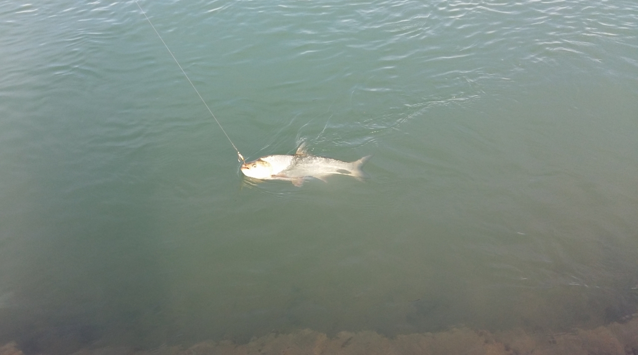 Осенний жерех на р. Или