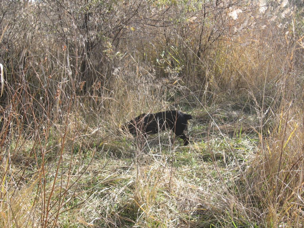 Где то здесь ходил фазан