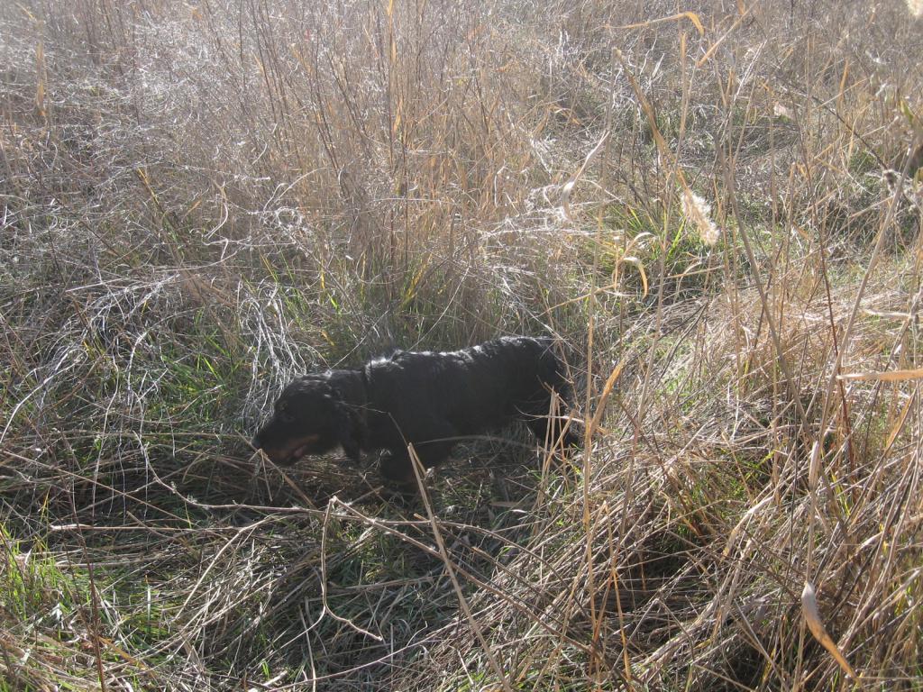 Где то здесь сидит фазан