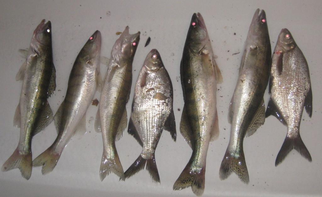 <img src="style_emoticons/<#EMO_DIR#>/fishing.gif"...