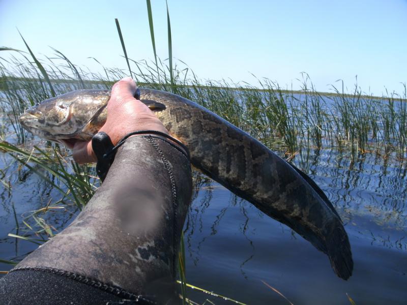 Змееголов амурский