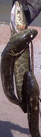 Змееголов амурский