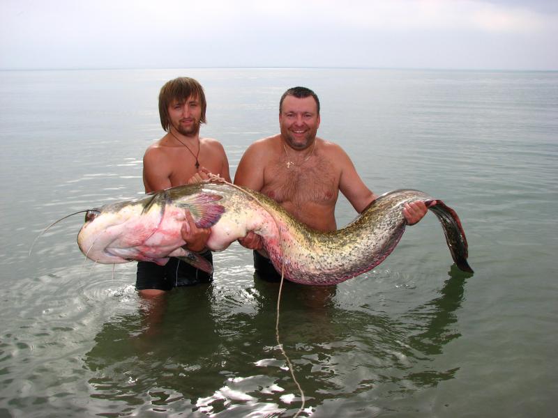 Трофейный сом на капчагайском водохранилище