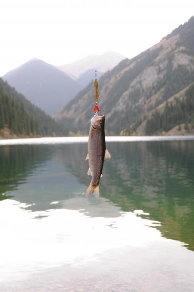 Форель на озере Кольсай пойманная на колебалку