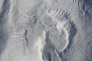 След от фазана