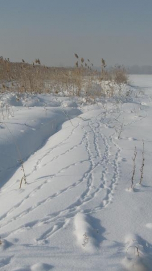 Следы фазана