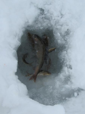 Зимняя рыбалка на Алтае