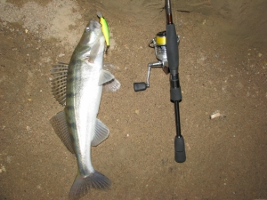 Первый ночной судак на воблер