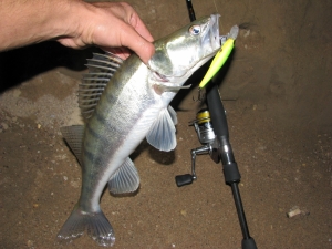 Судак на Squad Minnow 80