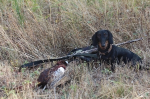 Батонище и фазанище