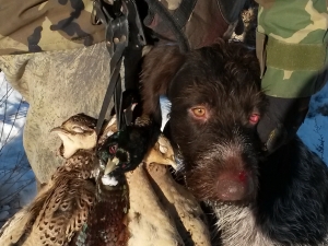 Кровавый нос