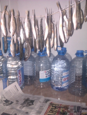 как вялить рыбу