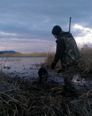 Досвистелсо