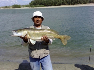 Судак трофейный