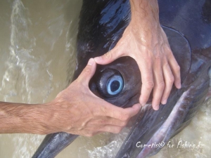 Blue Marlin's eye