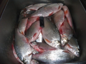 Капчагайская вобла