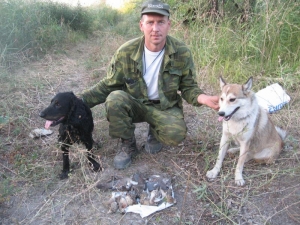 открытие охоты на перепела и голубя