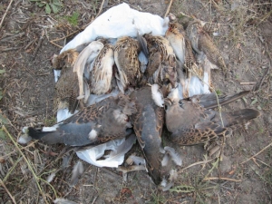 открытие охоты на перепела и голубя.