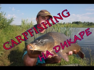 Ловля белого амура и карпа, carpfishing